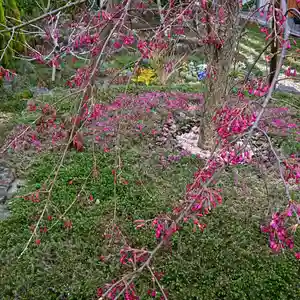 寿量山 速成寺の庭園(2020年03月30日(月) 08時55分37秒投稿)