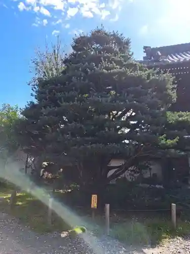 梅宮大社(京都府)