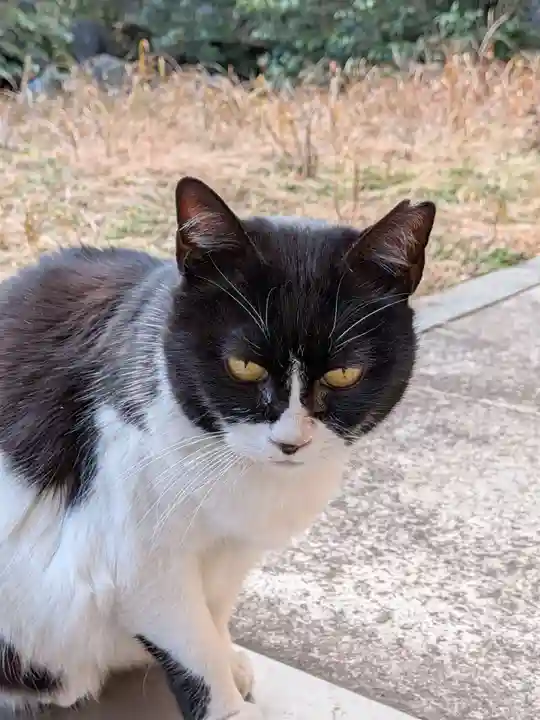 白金氷川神社(東京都)