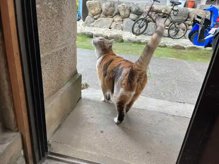 秩父札所十三番 慈眼寺の動物