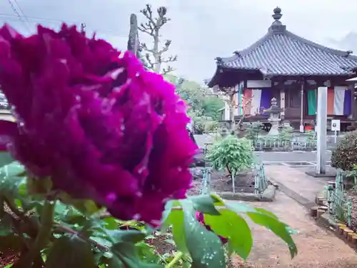 真言宗　善通寺派　薬王寺(香川県)