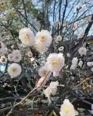 今宮神社の自然