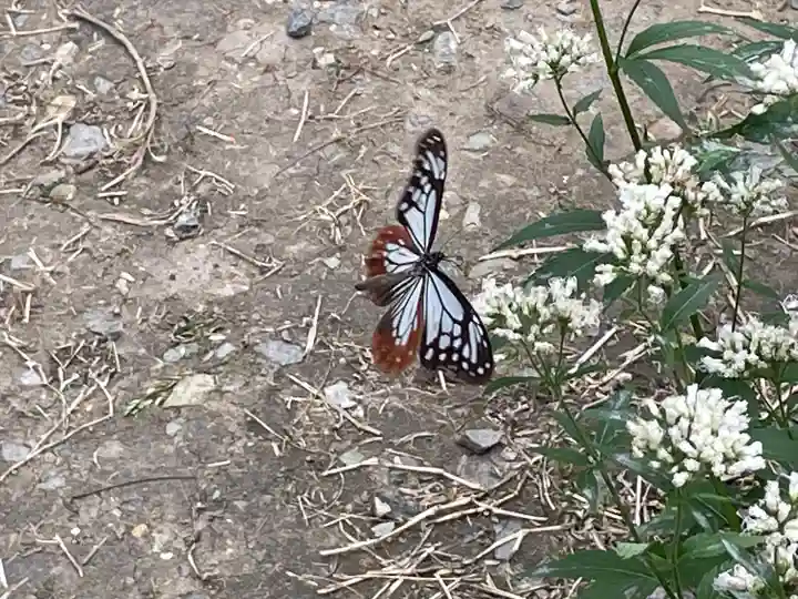 成田山不動寺の動物