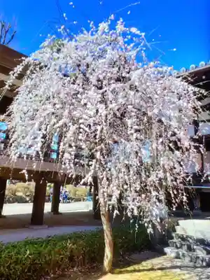 妙法寺(東京都)