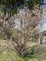 日吉神社の自然