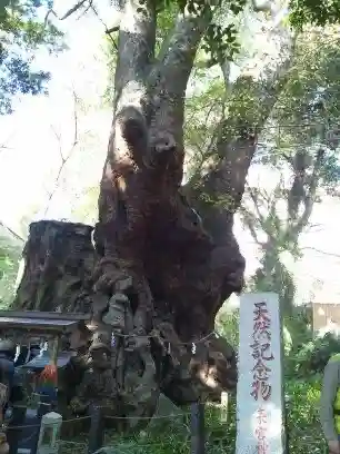 來宮神社(静岡県)