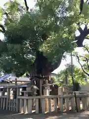 杭全神社の自然