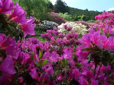 五大尊堂(長徳寺)の自然