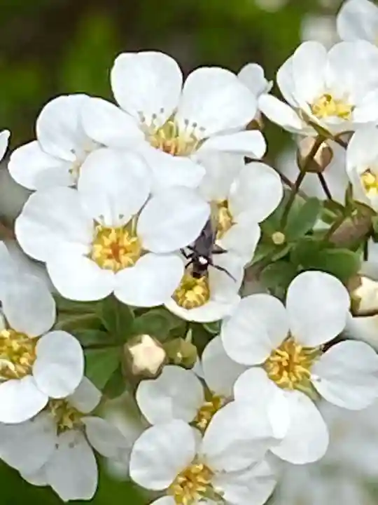 京都乃木神社の自然