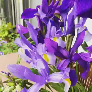 豊景神社の自然(2020年05月12日(火) 06時25分46秒投稿)