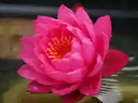 極楽山 浄土寺の自然