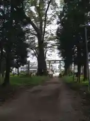 智賀都神社の建物その他