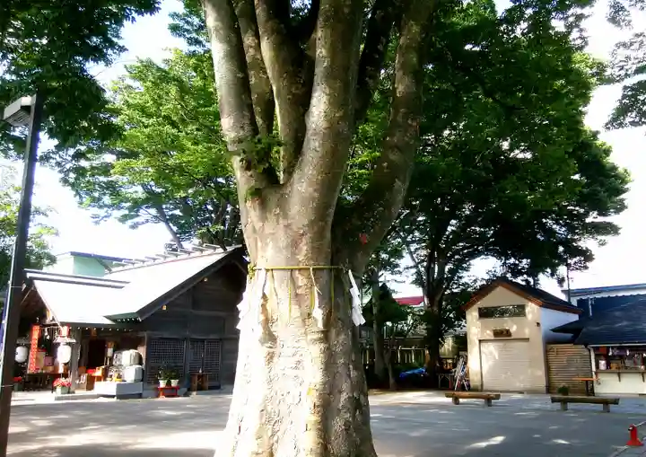 乃木神社の自然
