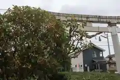 豊景神社の鳥居