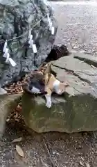 不乗森神社の動物