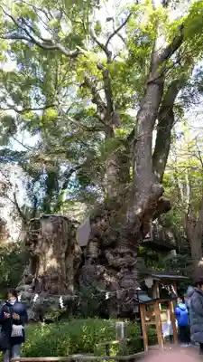 來宮神社(静岡県)