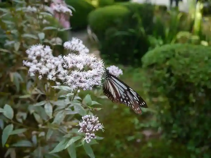 詩仙堂(丈山寺)の庭園