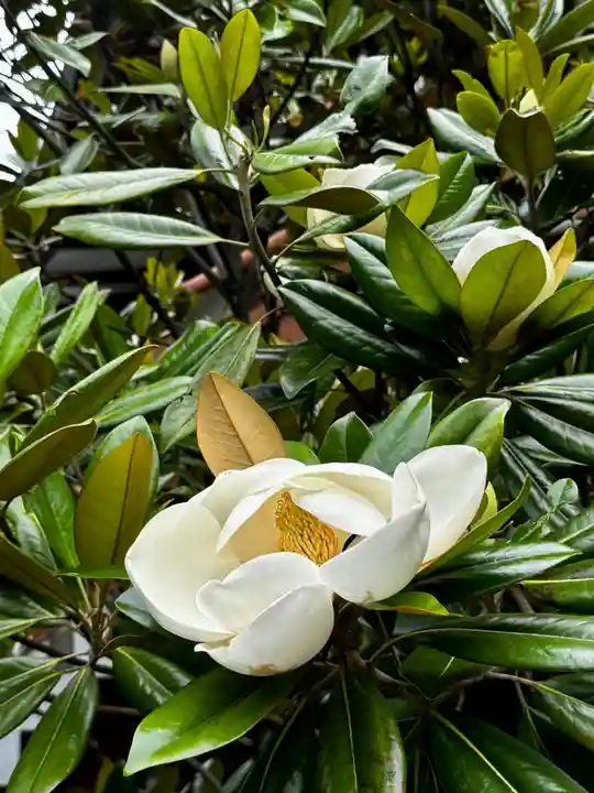 松ヶ崎大黒天 妙圓寺(妙円寺)(京都府)