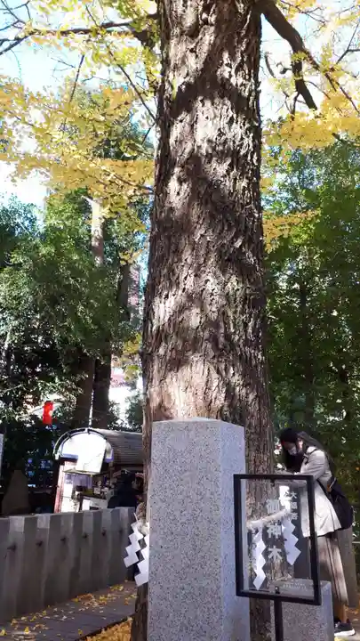 田無神社の自然