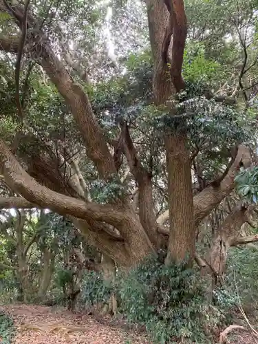 猿田神社の自然