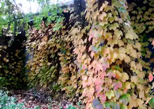 札幌諏訪神社の自然