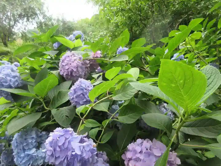 明月院(神奈川県)