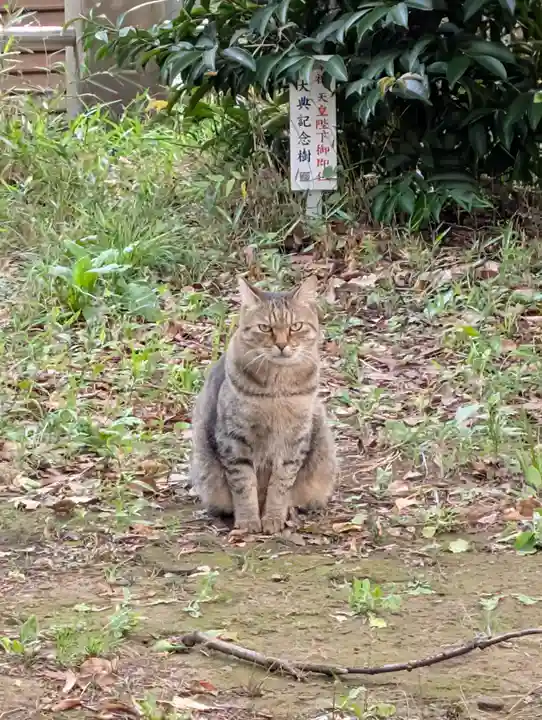 白幡八幡神社(神奈川県)