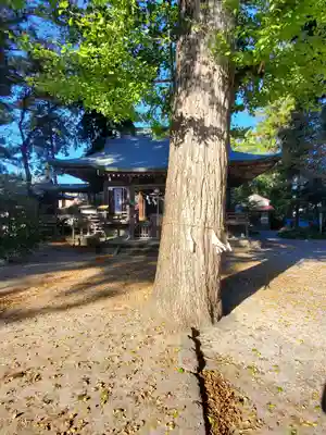 八坂神社（葛生町）の自然