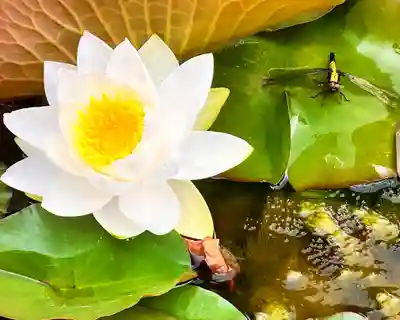 真言宗　善通寺派　薬王寺(香川県)