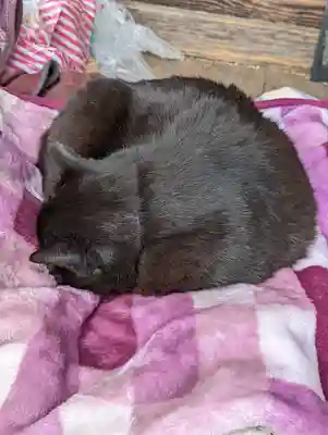 梅宮大社(京都府)