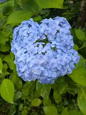 明月院(神奈川県)