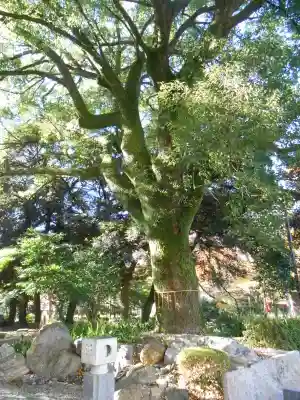 岐阜護國神社(岐阜県)