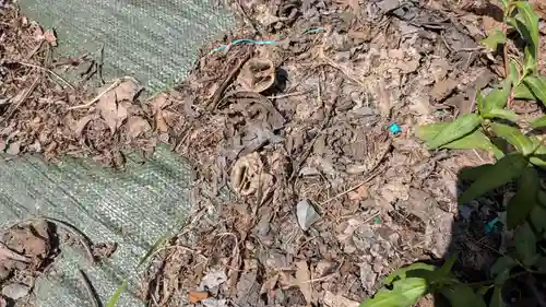 帯廣神社の自然