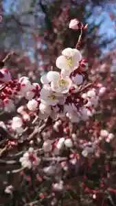 相馬神社(北海道)(2025年05月01日(木) 14時12分18秒投稿)