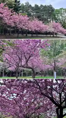 北海道神宮(北海道)