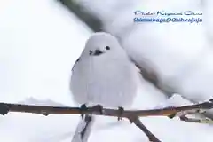 帯廣神社の動物