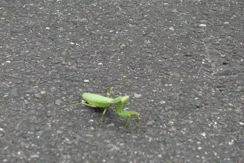 敢國神社の動物
