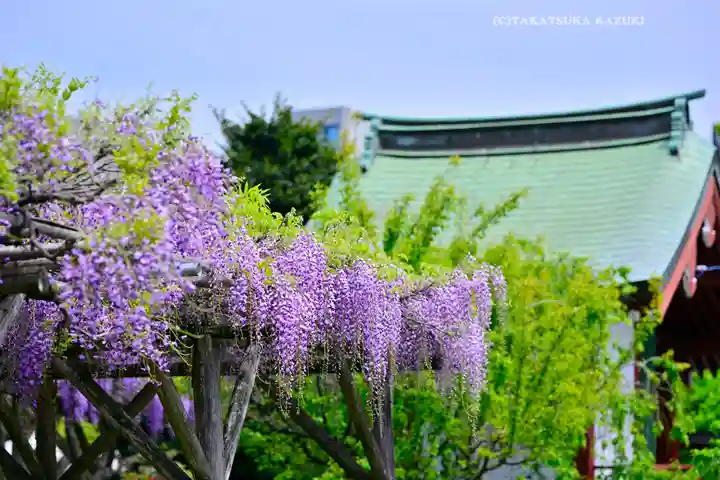 亀戸天神社(東京都)