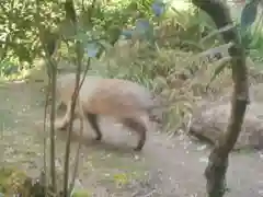 覚林房の動物