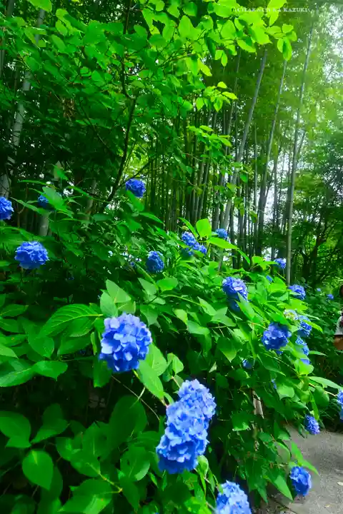 明月院(神奈川県)