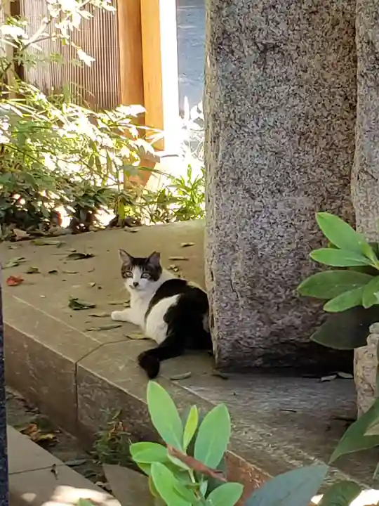 代々木八幡宮の動物