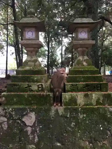 春日大社の動物