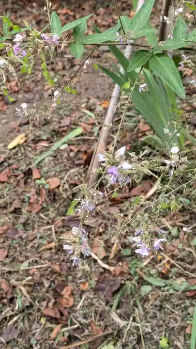 平野神社(京都府)
