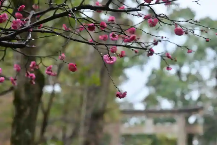 鶴岡八幡宮(神奈川県)