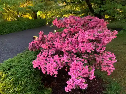 東寺（教王護国寺）の自然
