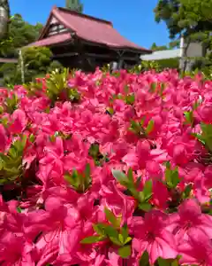 伊達神社の自然(2021年06月22日(火) 12時21分50秒投稿)
