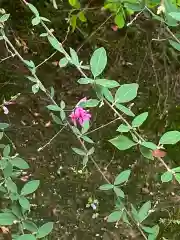 青蓮院門跡の自然