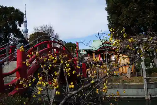 亀戸天神社の自然
