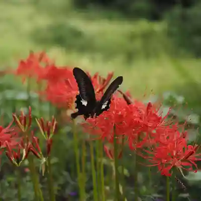 天王山 安楽寺(福井県)