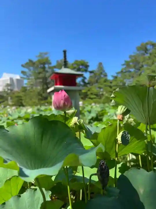 白山神社(新潟県)